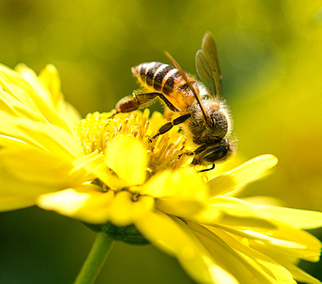 수분을 돕는 꿀벌의 모습