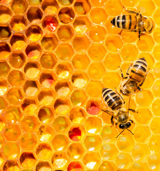 꿀벌과의 공생이 시급하다.