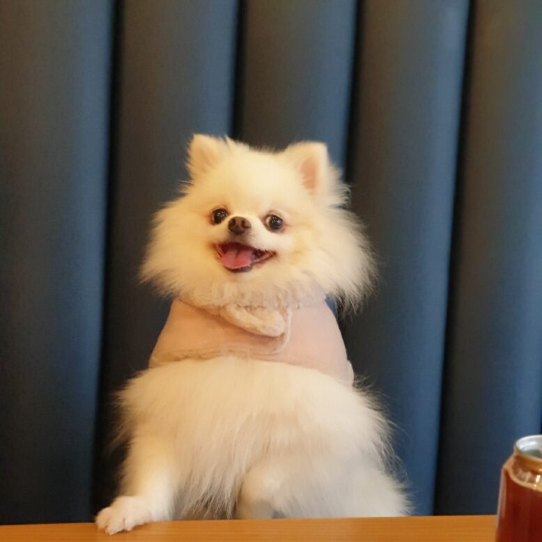 이지우 과장의 반려견이 정면을 보고 웃는 모습