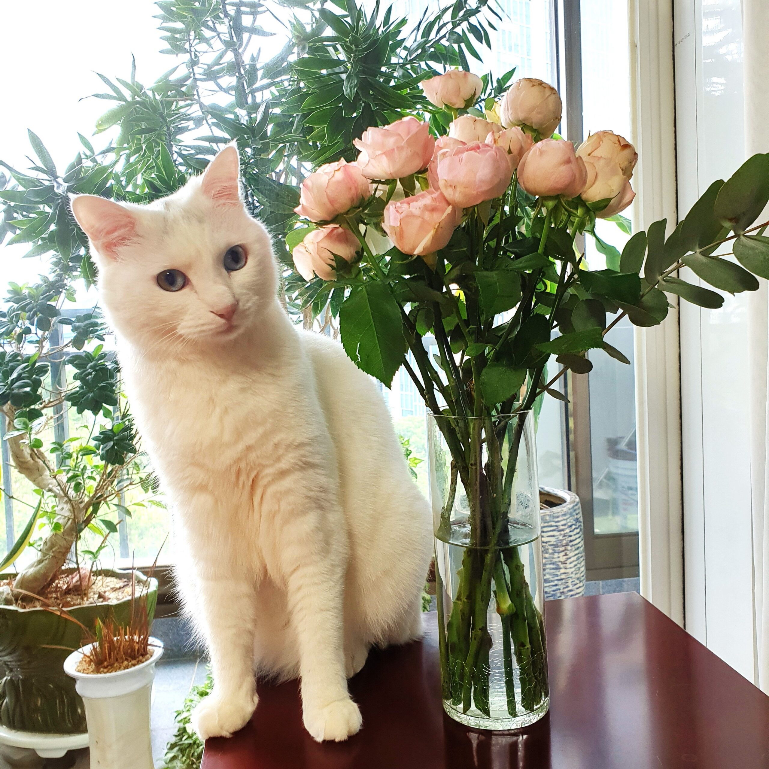 분홍색의 꽃병 옆에 하얀색 고양이가 있는 모습의 사진