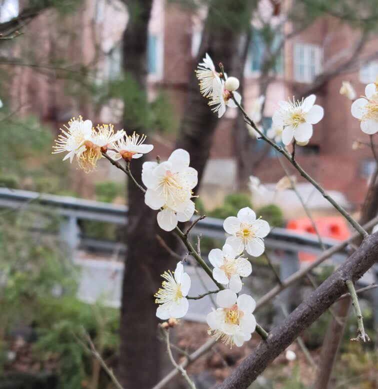 매화가 하얗게 피어있는 모습의 사진