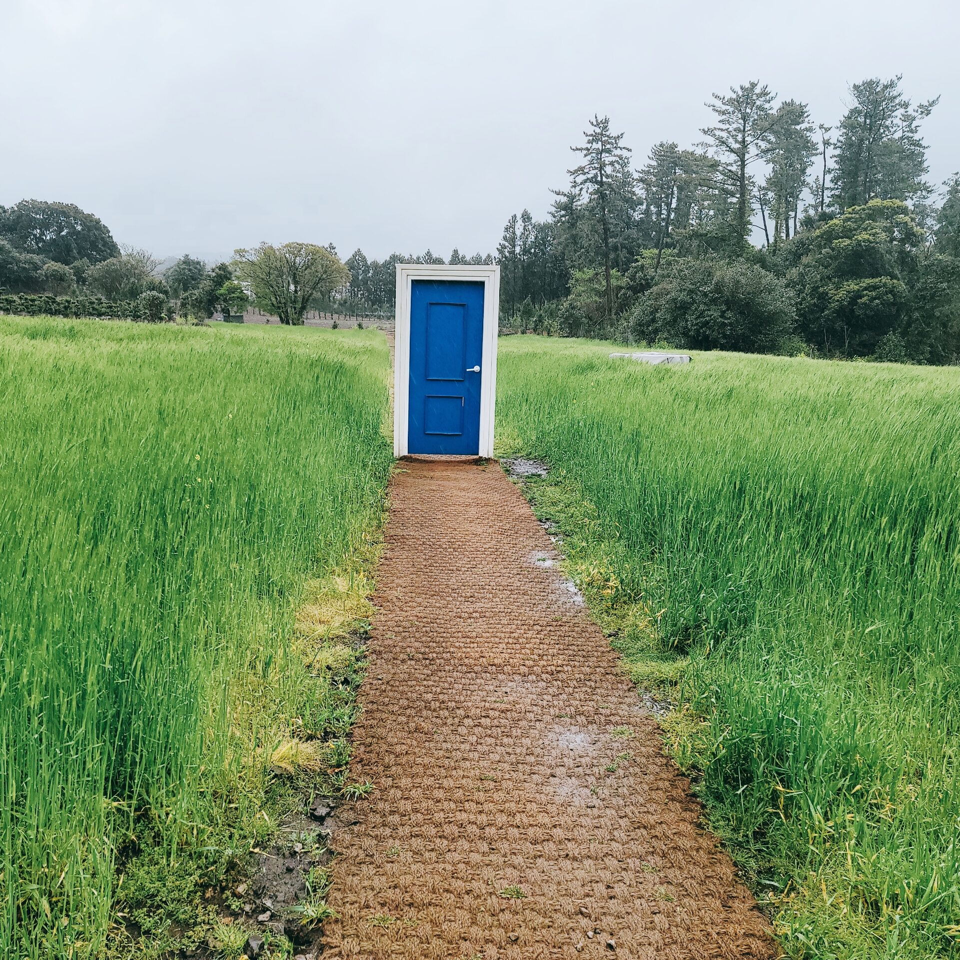 파란 문을 사이에 두고 청보리가 양옆으로 뻗어있는 사진