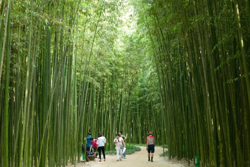 대나무숲이 태화강을 따라 흐르는 십리대숲길 사진