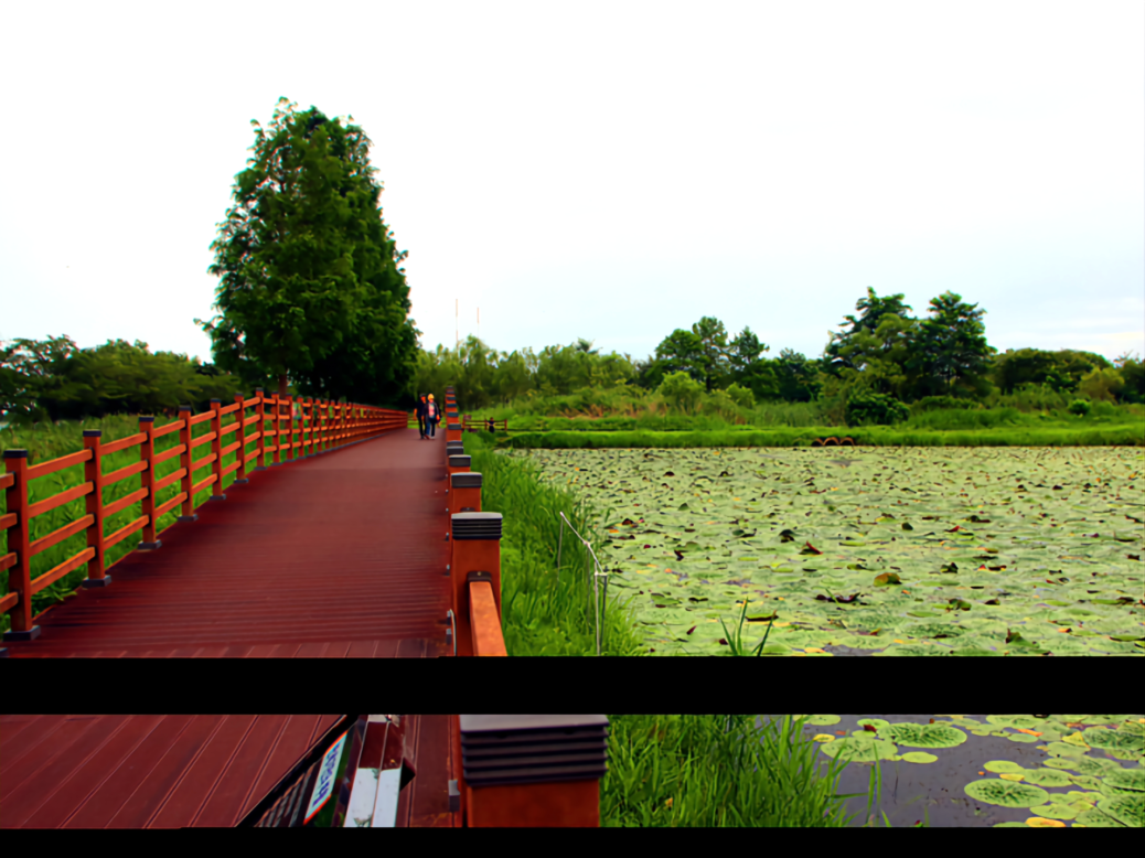 경포가시연습지 데크 사진