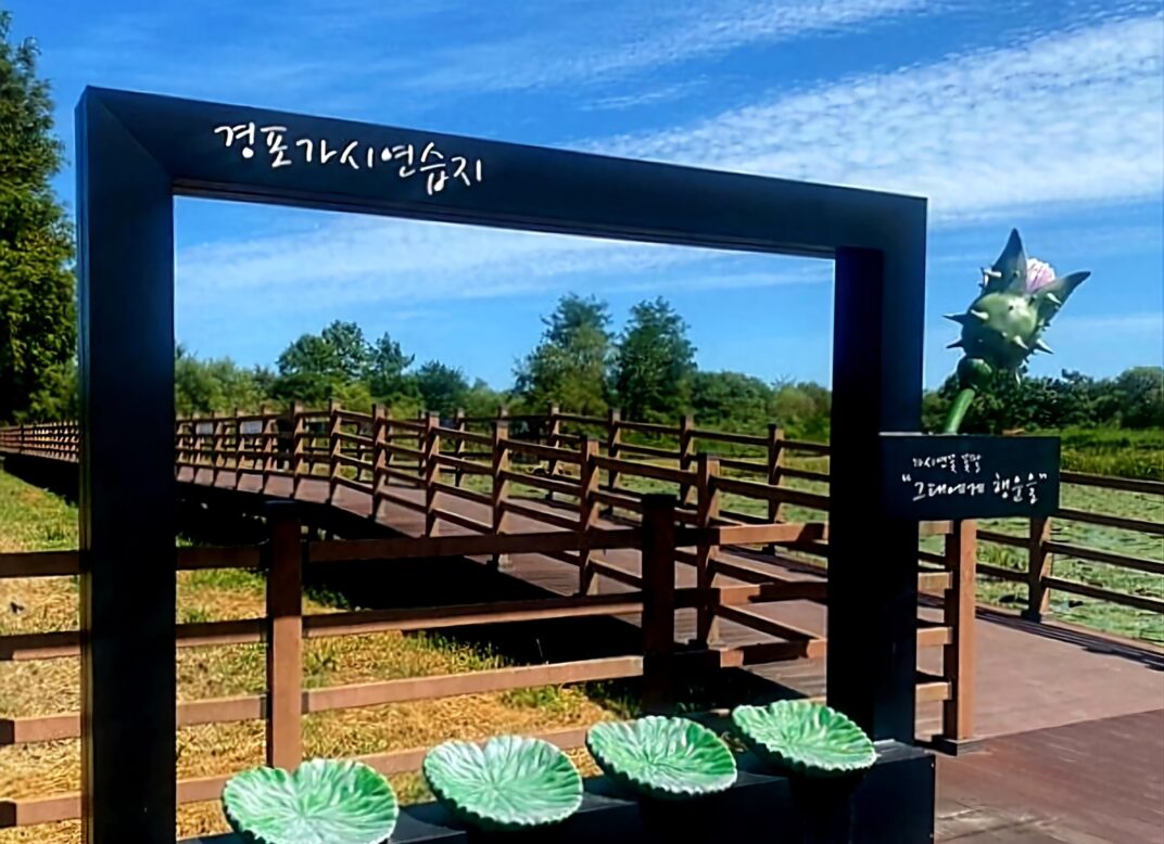 경포가시연습지 입구 사진