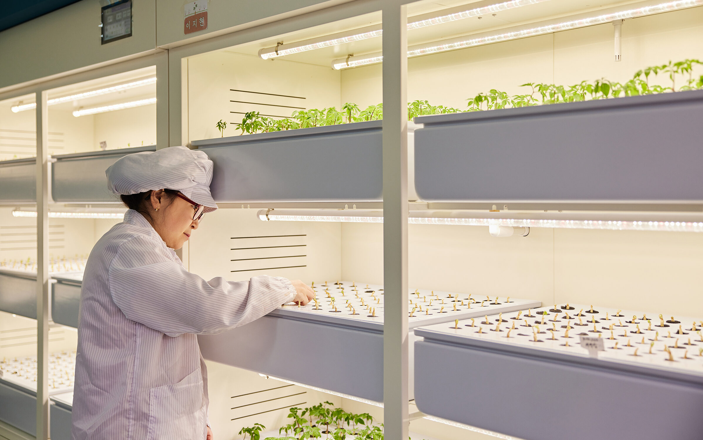 토마토 새싹을 살피고 있는 노혜리 주임의 사진 