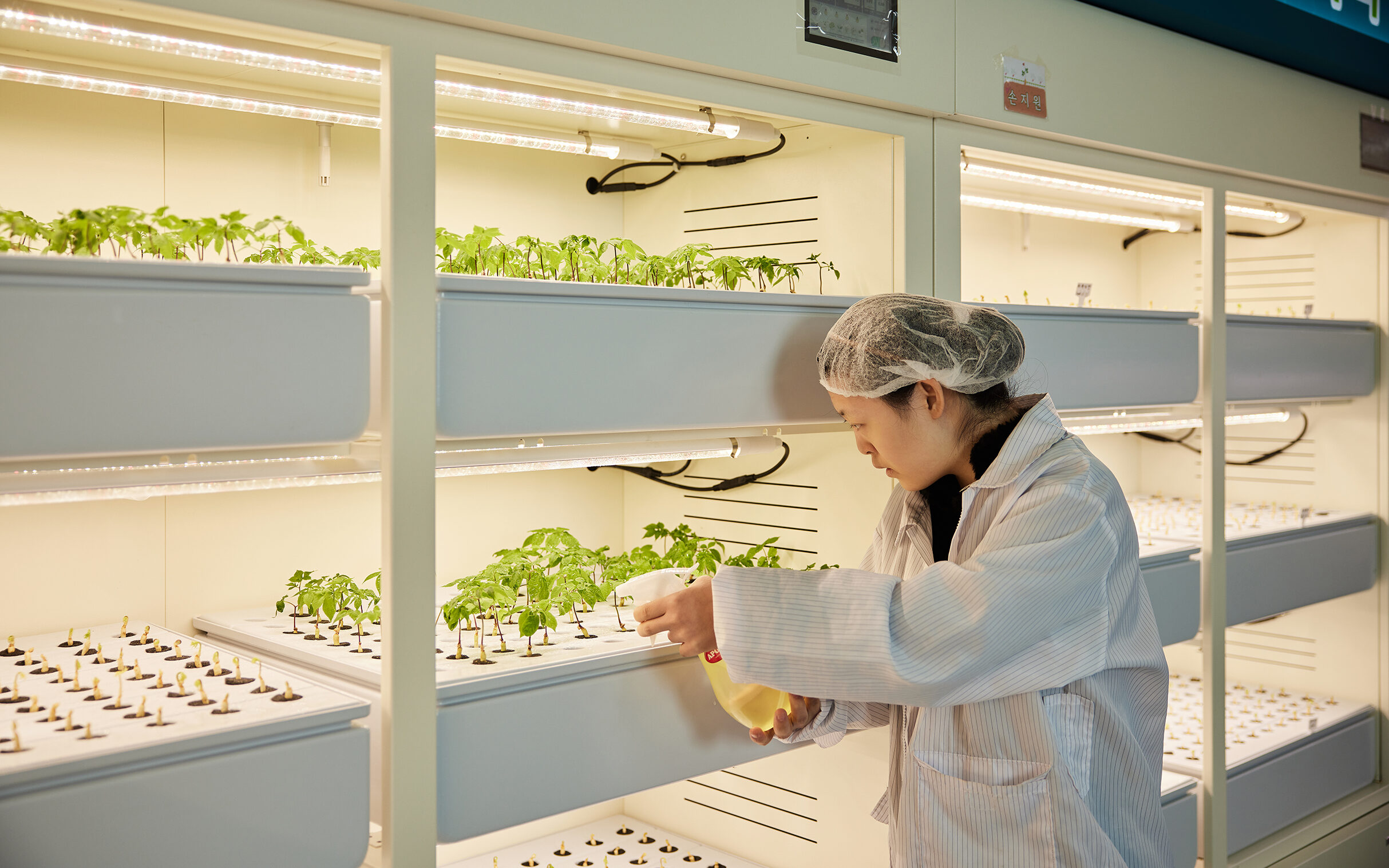 하슬기 반장이 토마토 새싹에 물을 주는 모습의 사진